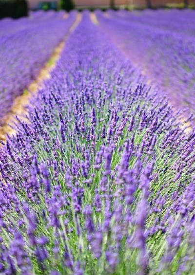 FESTA della LAVANDA ad...