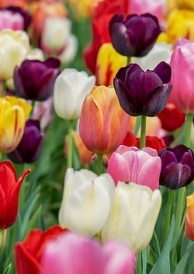 TULIPANOMANIA PARCO...