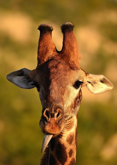 TOUR SUDAFRICA.. ESTATE...